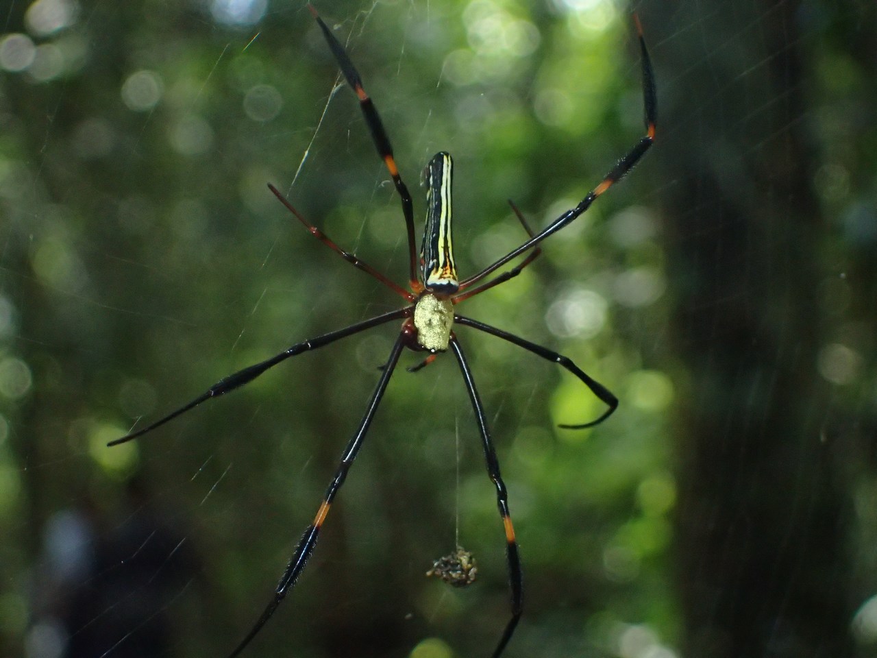 Nephila pilipes annulipes Nephila pilipes annulipes